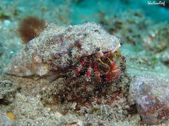 Dardanus sanguinolentus