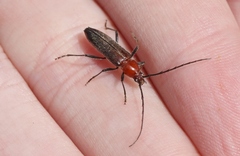 Stenosphenus dolosus