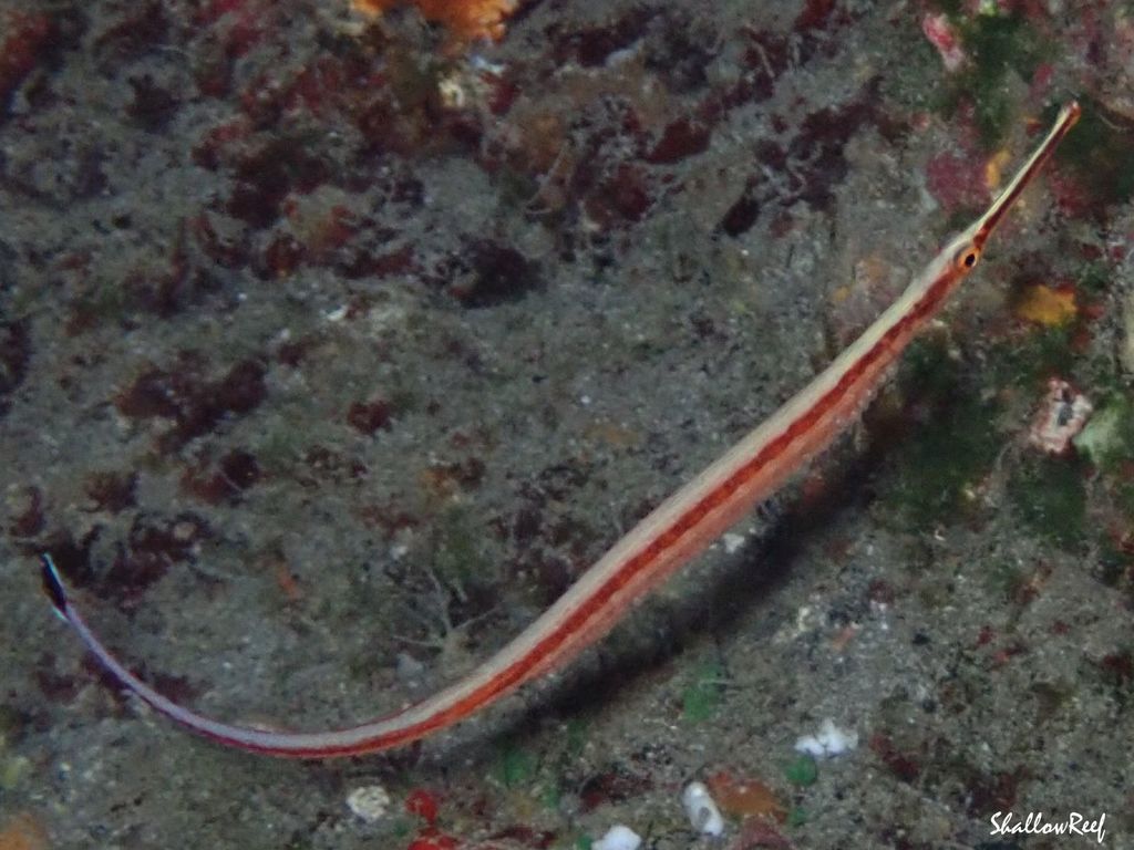 Baldwin's Pipefish