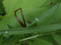 Glyptobaris lecontei
