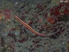 Dunckerocampus baldwini