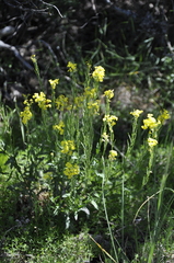 Erysimum cuspidatum