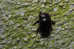 Parascatonomus nitidus