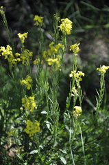 Erysimum cuspidatum
