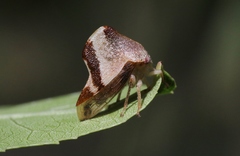 Telamona excelsa