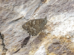 Hipparchia tamadabae