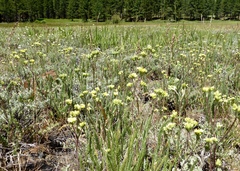 Ivesia aperta canina