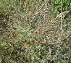 Oxytropis pilosa