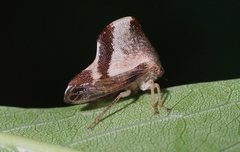 Telamona excelsa