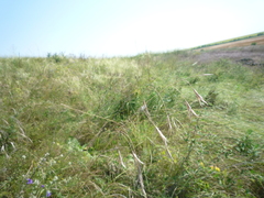 Bromus arvensis