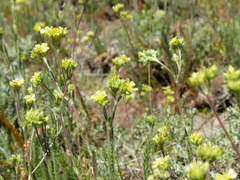 Ivesia aperta canina
