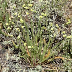 Ivesia aperta canina
