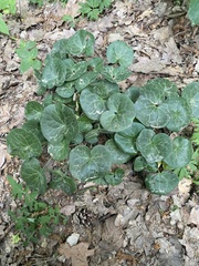 Asarum europaeum europaeum