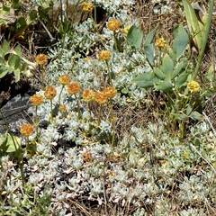 Eriogonum douglasii