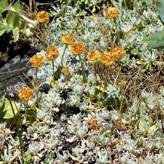 Eriogonum douglasii