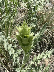 Acanthus hirsutus