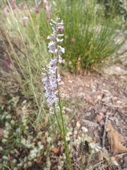 Anarrhinum bellidifolium