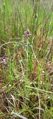 Fuirena pubescens