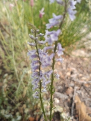 Anarrhinum bellidifolium