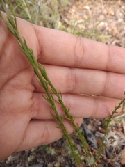 Anarrhinum bellidifolium