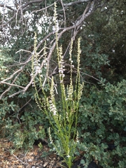 Anarrhinum bellidifolium