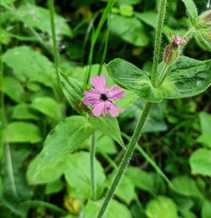 Microbotryum silenes-dioicae