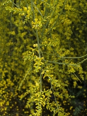 Retama sphaerocarpa