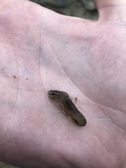 Synalpheus lockingtoni