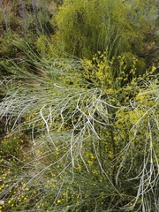 Retama sphaerocarpa