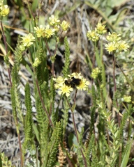 Ivesia aperta canina