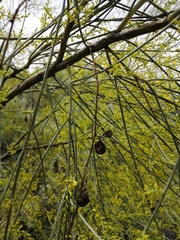 Retama sphaerocarpa