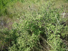 Prunus spinosa dasyphylla