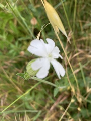 Silene latifolia