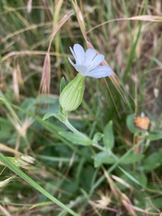 Silene latifolia