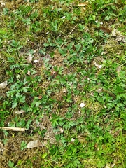 Ranunculus repens