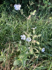 Silene latifolia