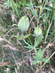 Silene latifolia