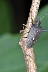 Proxys albopunctulatus