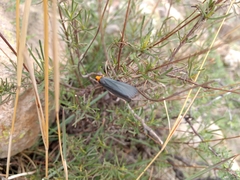 Gnamptonychia ventralis