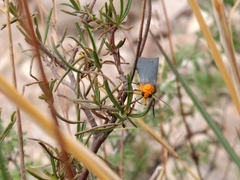 Gnamptonychia ventralis