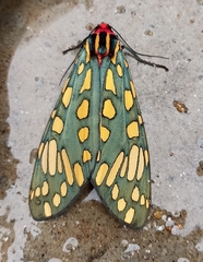 Callindra principalis