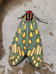 Callindra principalis