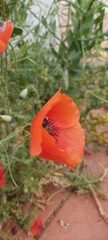 Papaver rhoeas