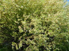 Salix lemmonii