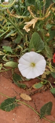 Convolvulus arvensis