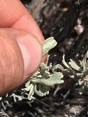 Artemisia arbuscula