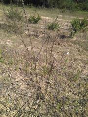 Anarrhinum