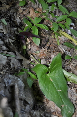 Arum elongatum
