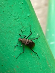 Strongylium jucundum