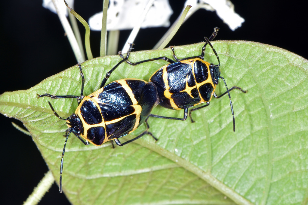 Murgantia simulans